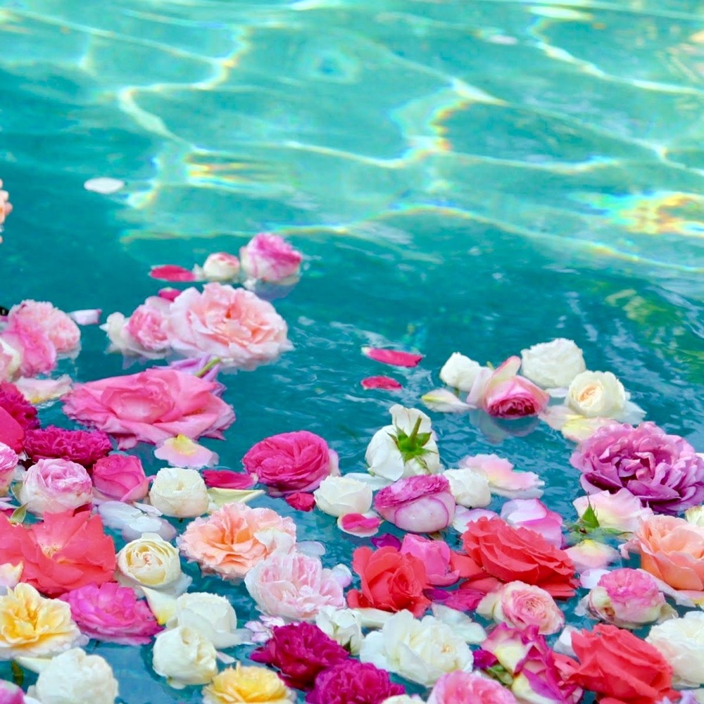 🌴🌸🐬🌴🌸🐬🌴🌸🐬🌴🌸🐬🌴🌸🐬🌴 - Picture 9 of 13